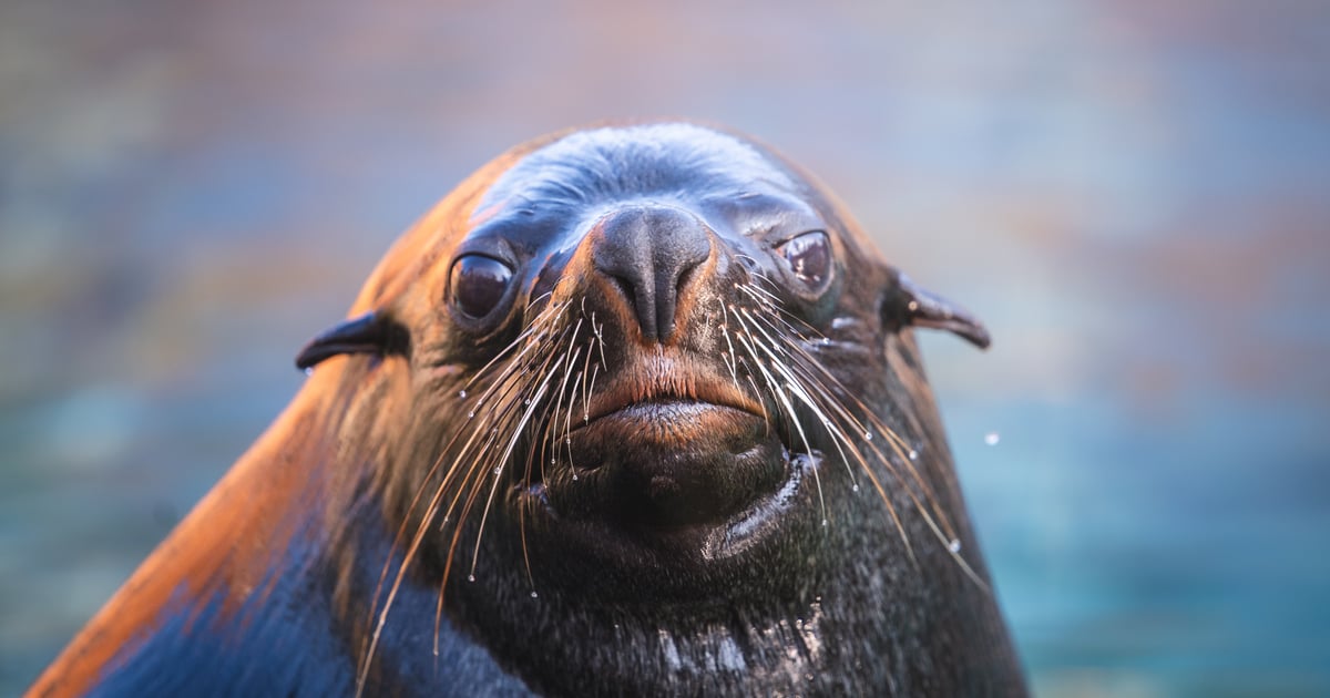 Nelson ma dziś osiemnastkę! Dostał m.in. ŚledźBurgera |FILM