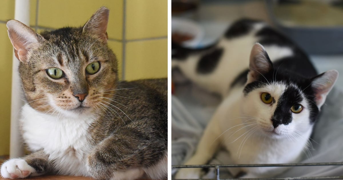 Koty do adopcji z wrocławskiego schroniska. Czekają na nowy dom [ZDJĘCIA]