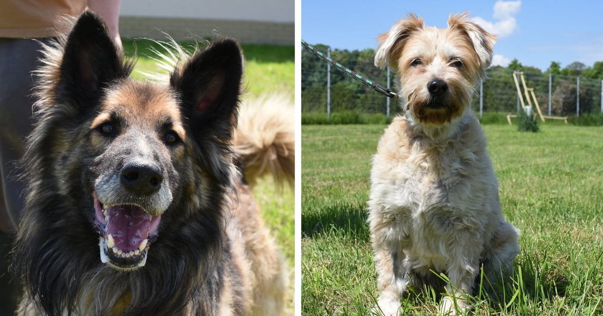 Psy do adopcji z wrocławskiego schroniska. Są wyjątkowe! | ZDJĘCIA