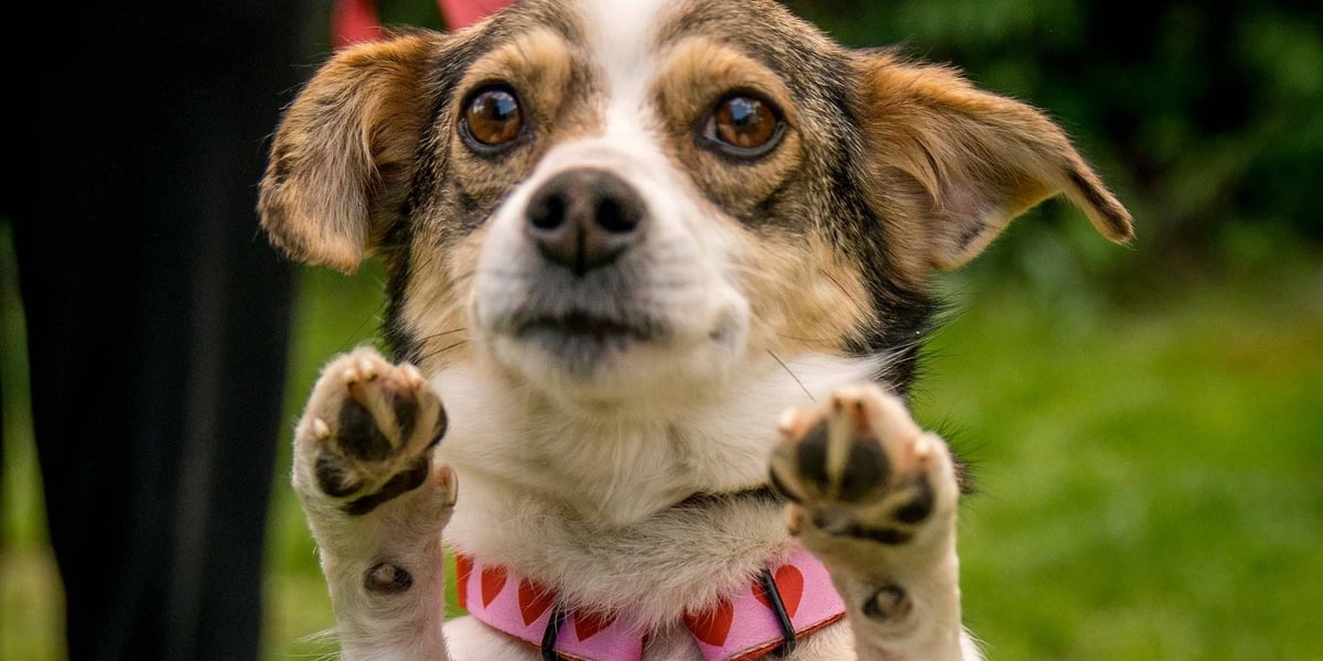 Razem dla dobra zwierząt. Znasz już WrocŁapki?