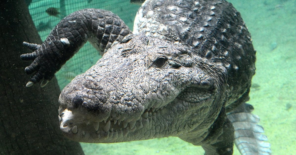 Torty z wołowiny. U-boot z wrocławskiego zoo świętuje Światowy Dzień Krokodyla