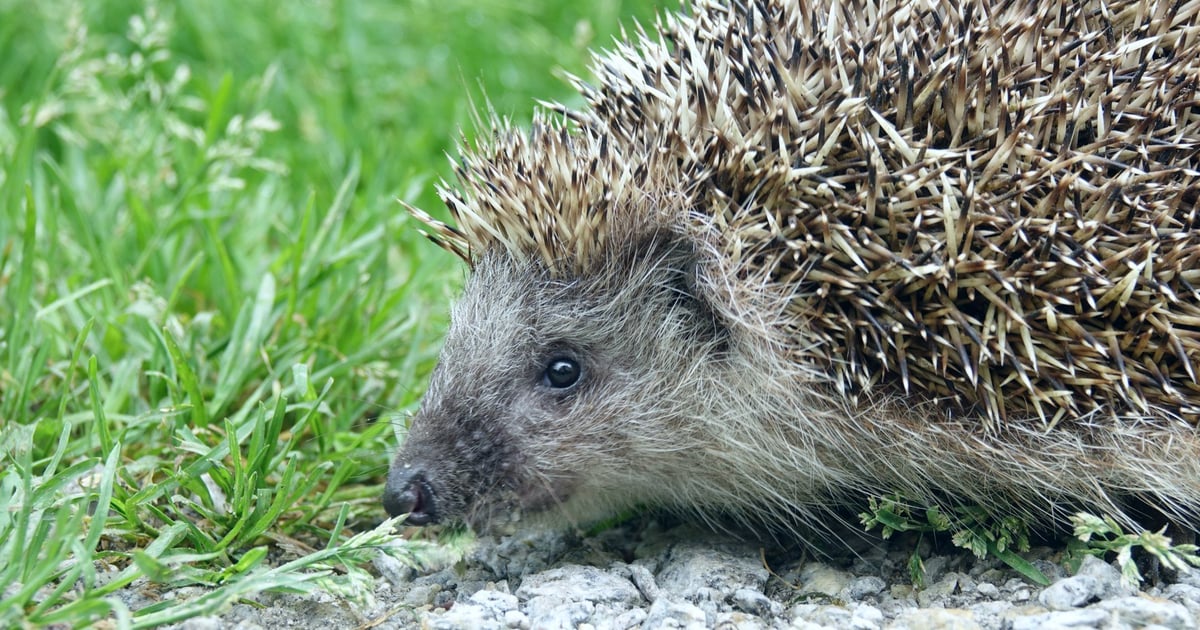 Ekostraż przypomina: kosisz? Uważaj na zwierzęta!