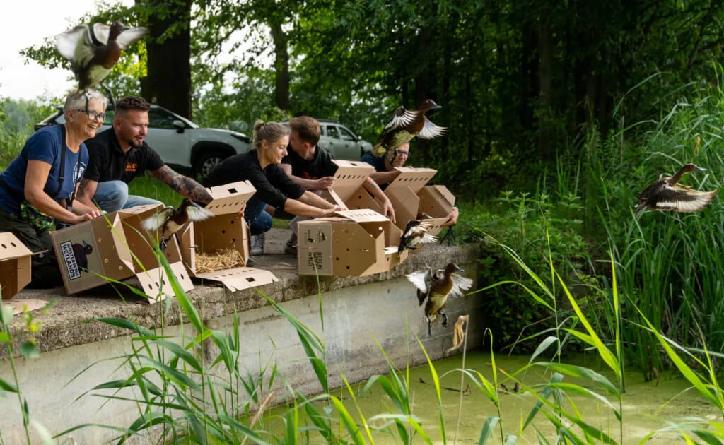 W Dolinie Baryczy znów przybyło kaczek podgorzałek!