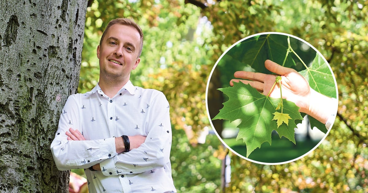 Z telefonem rozpoznasz drzewa w parkach Wrocławia | Poznaj darmowe aplikacje