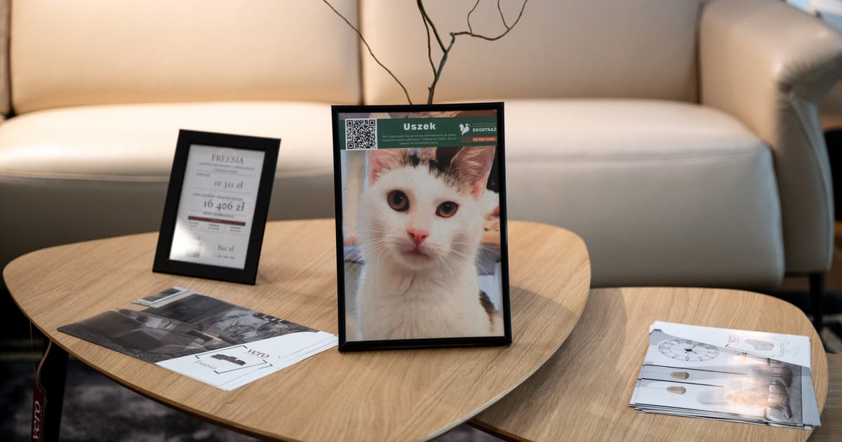 Zwierzaki do adopcji spoglądają z… mebli. Akcja Ekostraży i Domaru