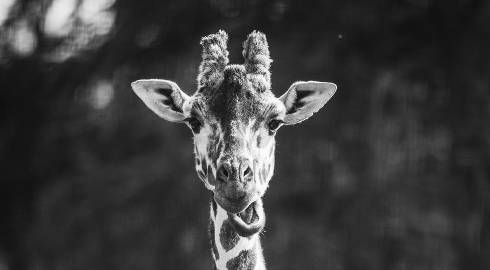 ZOO: „Śpij dobrze Nala. Będziemy za Tobą bardzo tęsknić…”