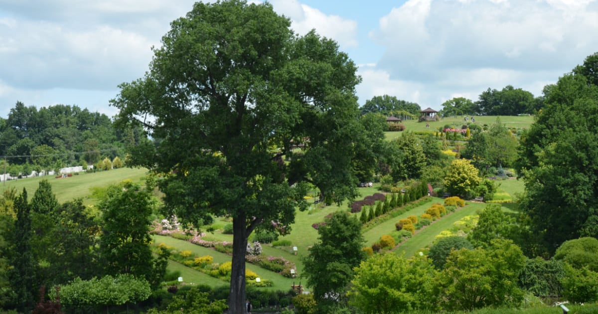 Do Arboretum Wojsławice po piękne widoki, na wystawę rzeźb i... na czereśnie