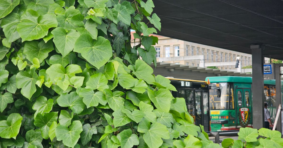 Bluszcz, trawy, bambus... Rondo Reagana i inne zielone przystanki