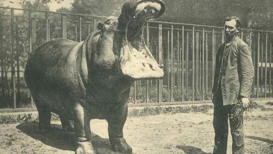 Wrocławskie zoo 10 lipca obchodzi 160 urodziny! Znamy już program