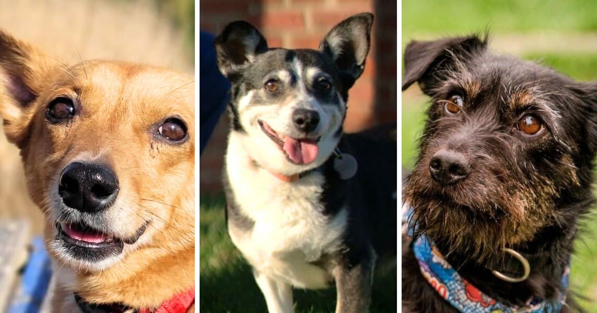 Dziś Dzień Psa. Sprawdź WrocŁapki i poznaj pieski, które czekają na dom