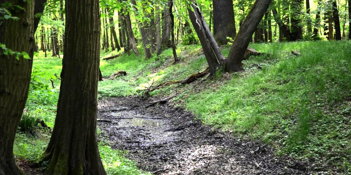 Las w wielkim mieście. Gdzie wybrać się do lasu w granicach Wrocławia?