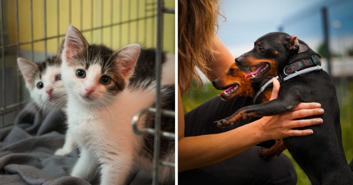 Wrocławskie schronisko: „Nasze kociarnie pękają w szwach”. Poznaj kotki i pieski do adopcji