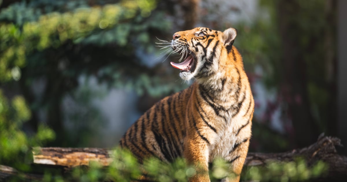 Pierwsze urodziny tygrysów-czworaczków z wrocławskiego zoo