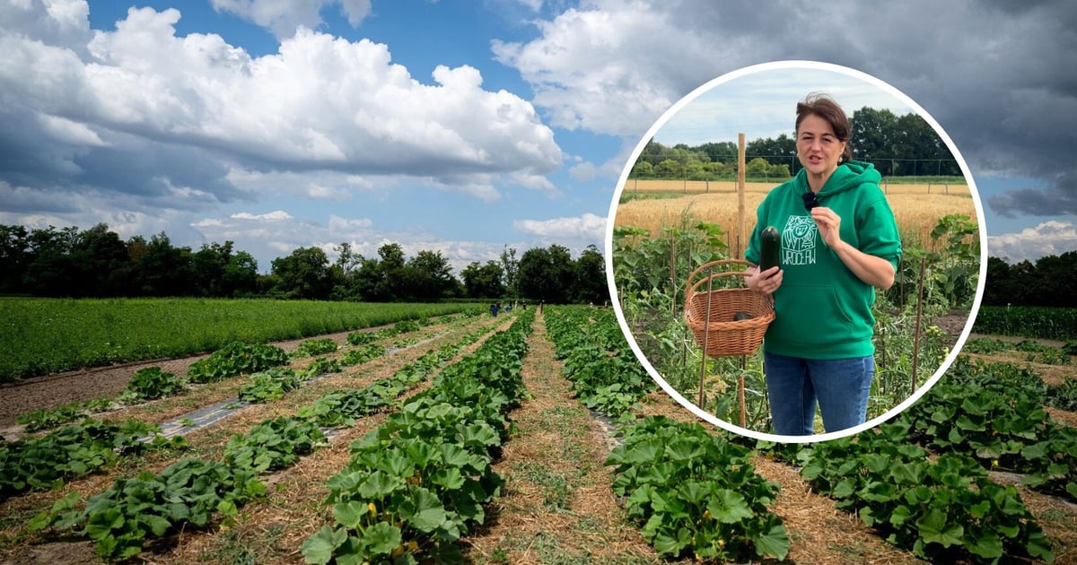 Talerz dla planety. A może by tak zostać fleksitarianinem?