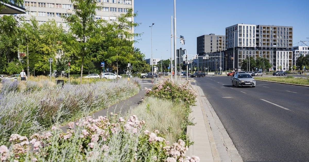 Z betonozy do zielonych miast. Jak walczyć z suszą i miejską wyspą ciepła?