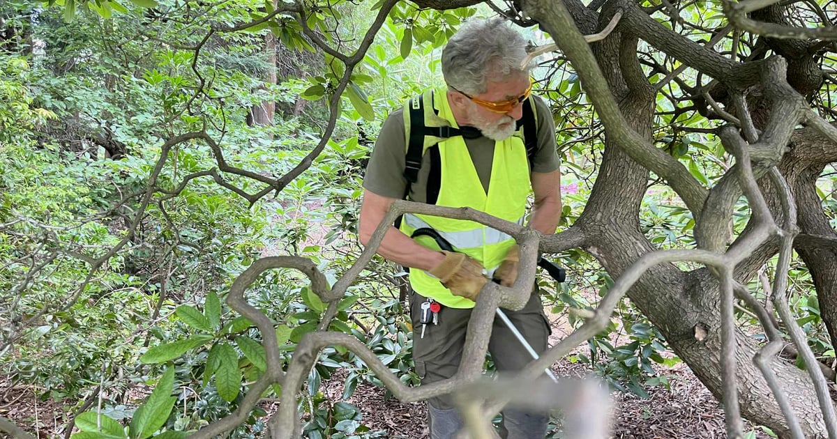 Będą jeszcze piękniejsze! Naturalna kuracja rododendronów z parku Szczytnickiego