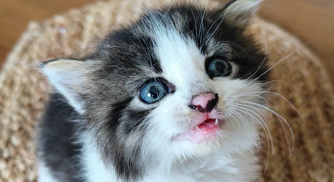 Wrocławskie schronisko pęka w szwach i potrzebuje pomocy: „Jesteśmy zakoceni”