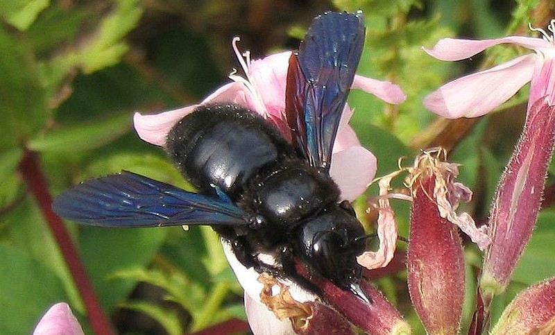 Czarna pszczoła, a adekwatnie fioletowa. Grunt, iż wróciła! Była też we Wrocławiu