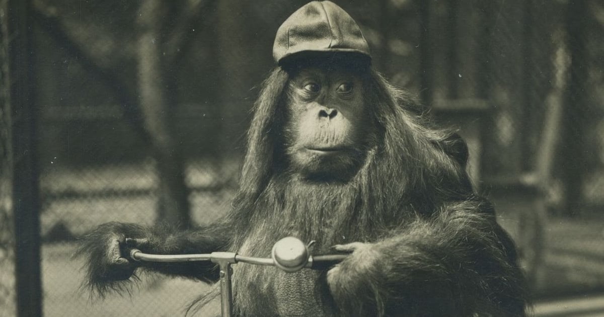 Gra miejska „Tropami historii” we wrocławskim zoo - „Zbierz ślady każdej dekady”