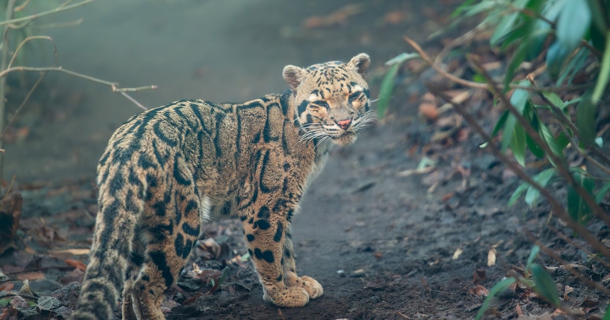 Jest zjawiskowa i obejrzymy ją w Zoo Wrocław! Dziś Międzynarodowy Dzień Pantery Mglistej