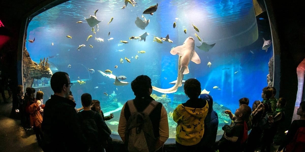 Rekiny, płaszczki inne ryby z wrocławskiego zoo zapraszają. Jutro świętują!