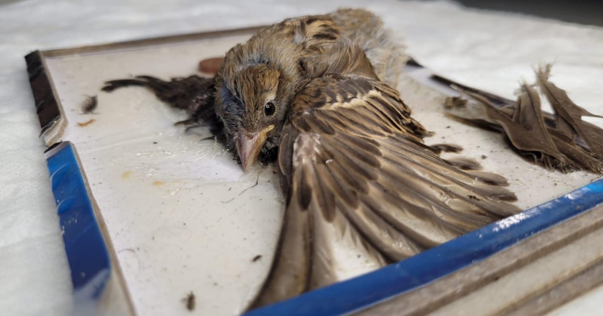 Ekostraż: Taka pułapka to barbarzyństwo. Chcemy doprowadzić do zakazu sprzedaży lepów na gryzonie