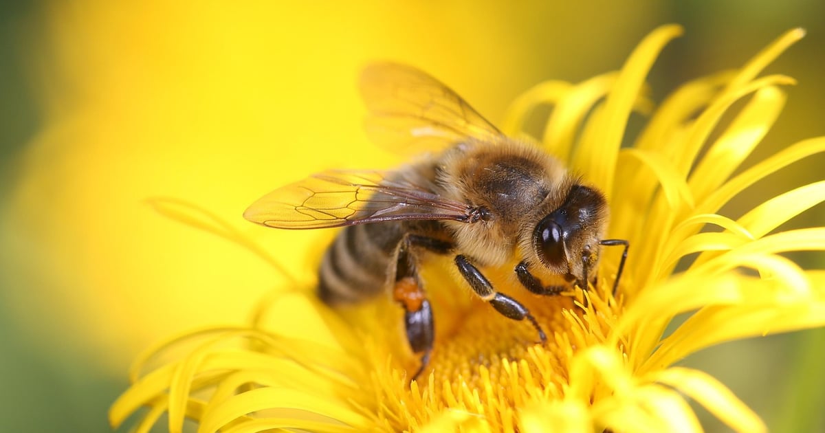 Dzień Pszczoły w Ogrodzie Botanicznym we Wrocławiu – to już w niedzielę | PROGRAM