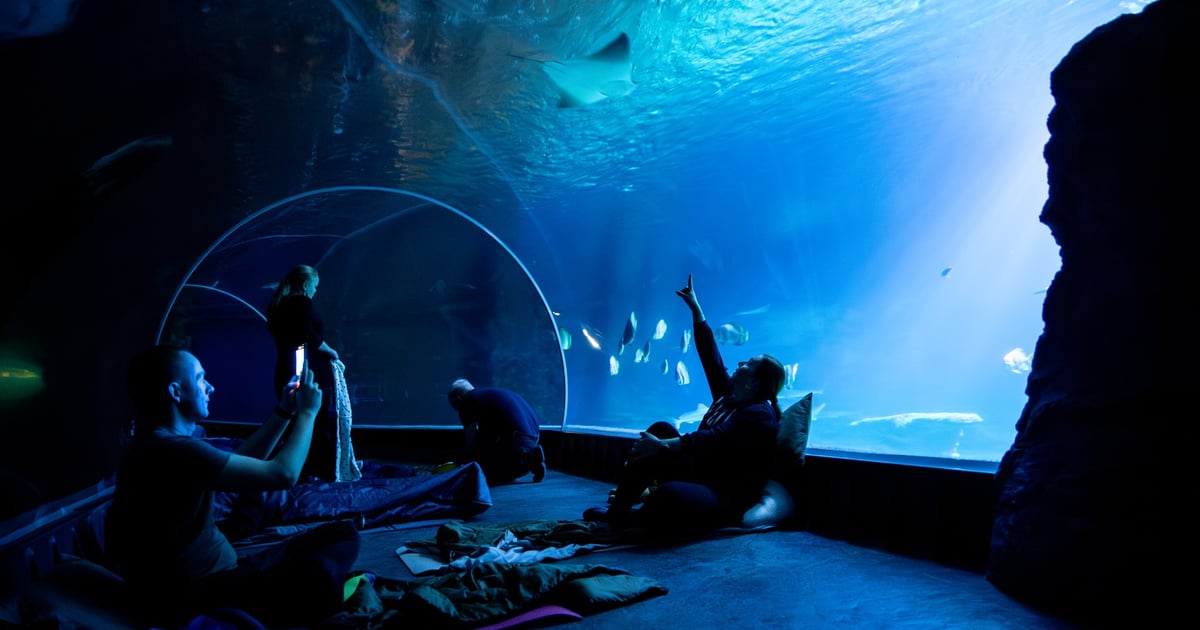 Nocowanie w Afrykarium. Sprawdź terminy