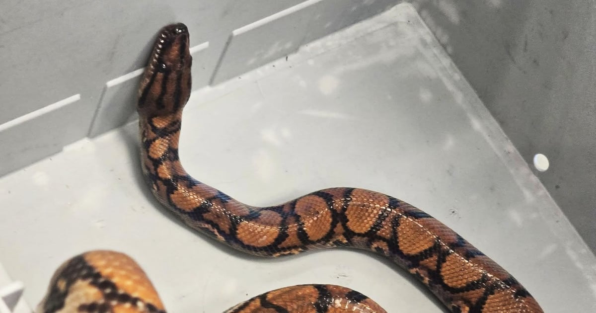 Czyja zguba? W schronisku czeka na właściciela… wąż boa