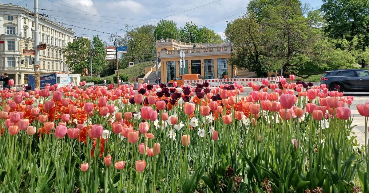 Na wiosnę aż 430 tysięcy nowych kwiatów na klombach w całym Wrocławiu