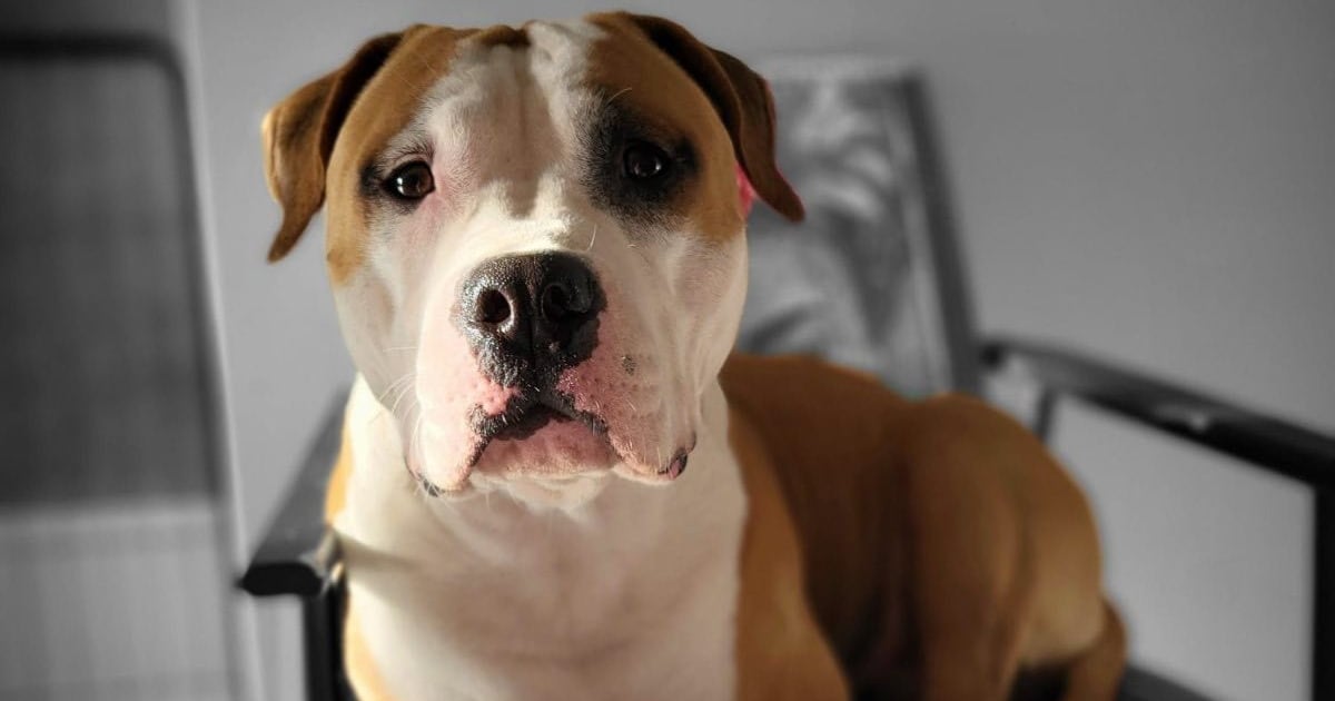 Wrocławska Ekostraż będzie oskarżycielem posiłkowym w sprawie zabicia psa