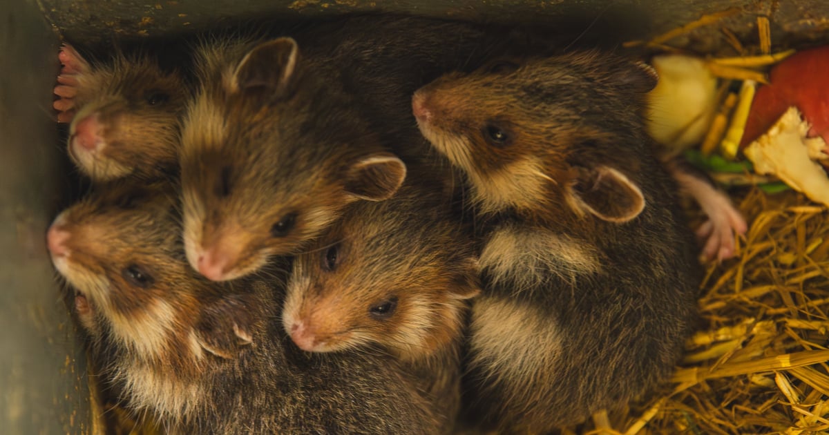 We wrocławskim zoo przyszły na świat chomiki-giganty | FILM