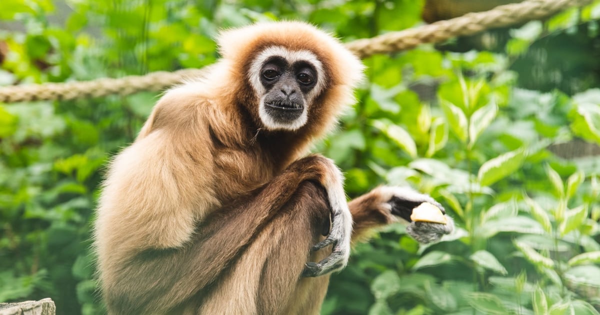 To jeden z najstarszych gibonów na świecie. Mieszka we wrocławskim zoo