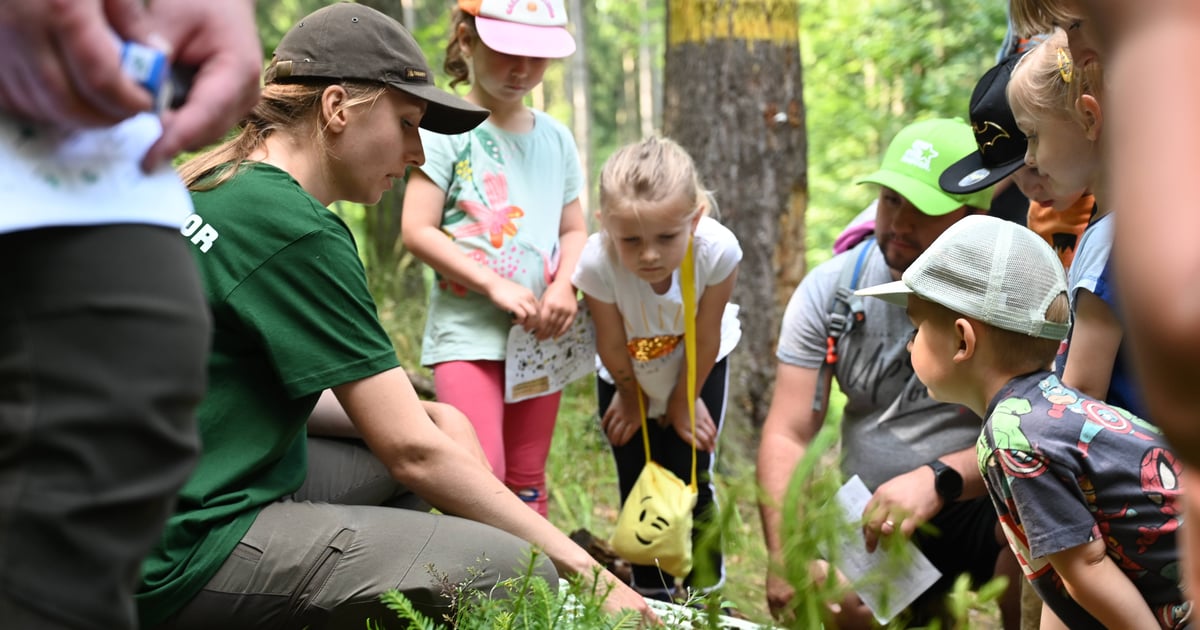 Lasy Państwowe zapraszają na „Zieloną wymianę”. Co to za wydarzenie?