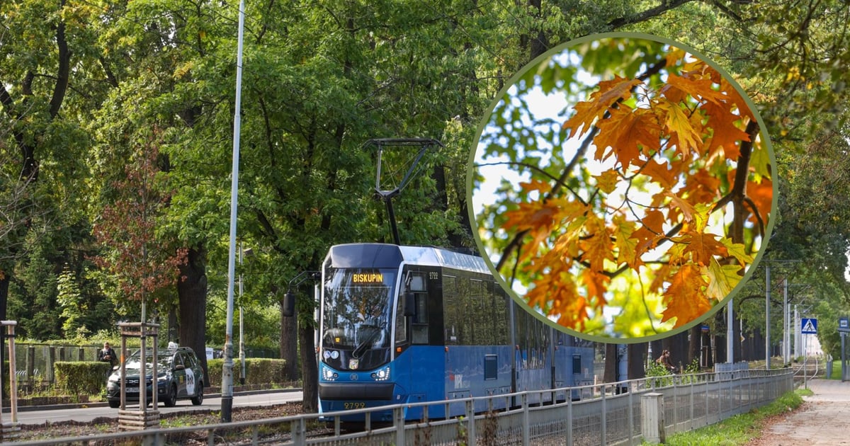 Dęby, wierzby, platany... Ulubione drzewa wrocławian. Zgłoś swoje!
