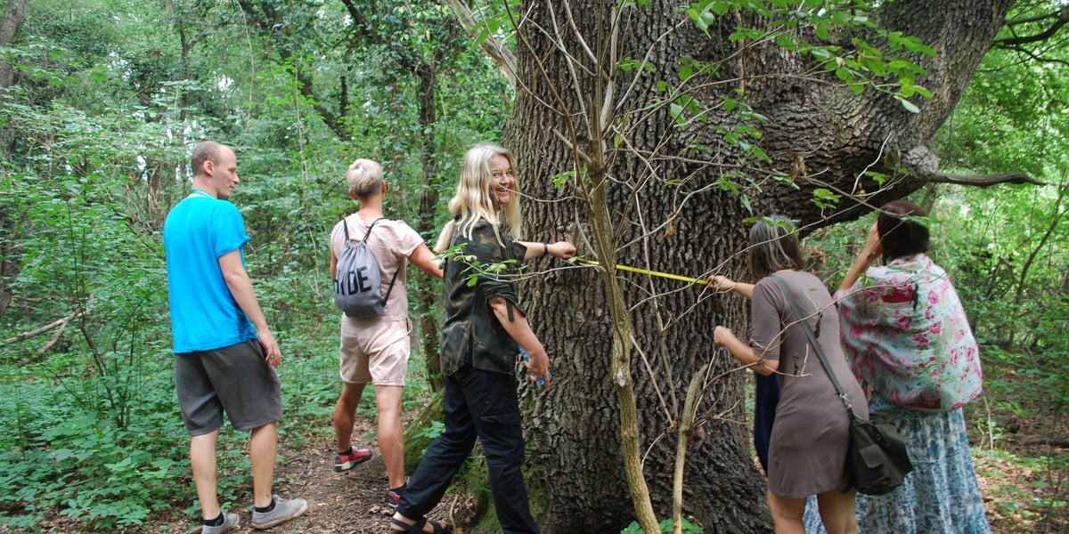 Jak „Strażnik” został pomnikiem. Historia drzewa z Lasku Kuźnickiego