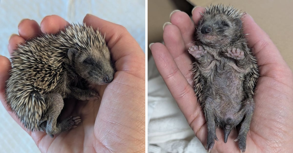 Jeżykowy osesek był bardzo wychłodzony. Ssak trafił do Ekostraży