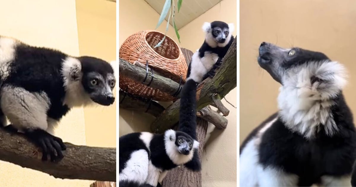 Są najgłośniejsze z wszystkich lemurów. Zoo Wrocław wita Belta i Riakę [ZDJĘCIA]