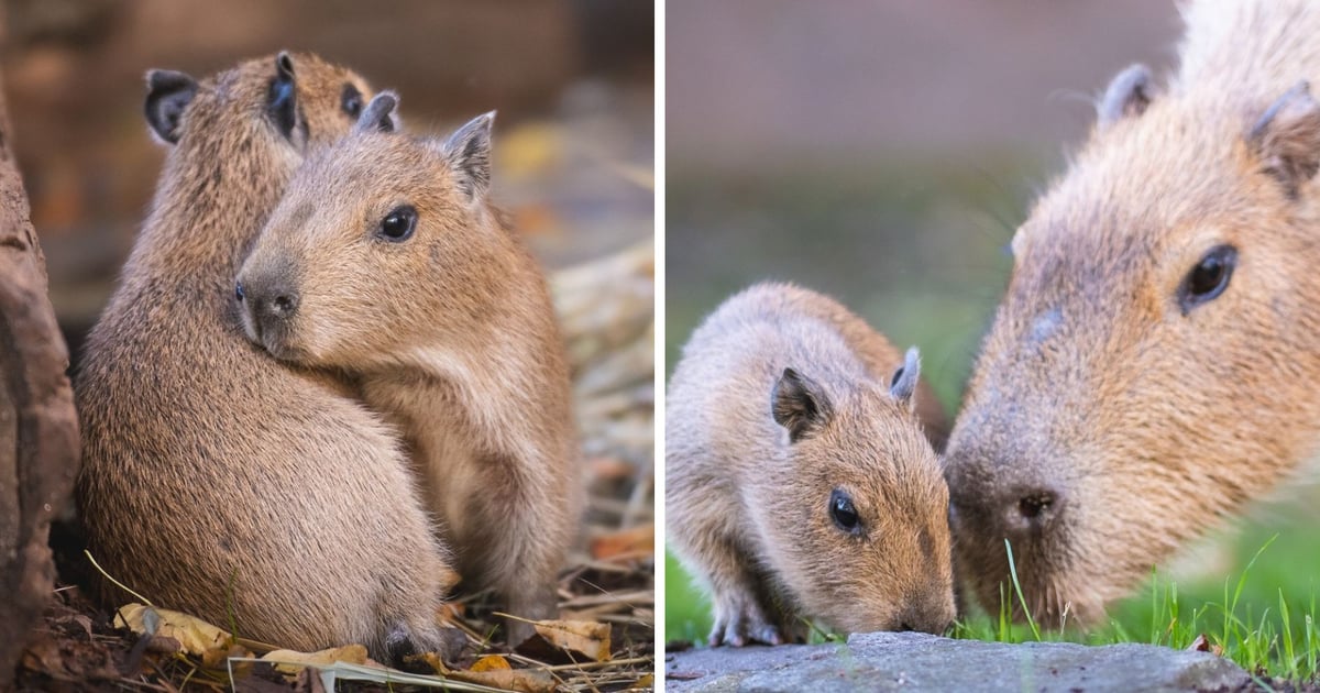 Ale słodziaki! W ZOO Wrocław urodziły się dwie urocze kapibary. Mamy zdjęcia