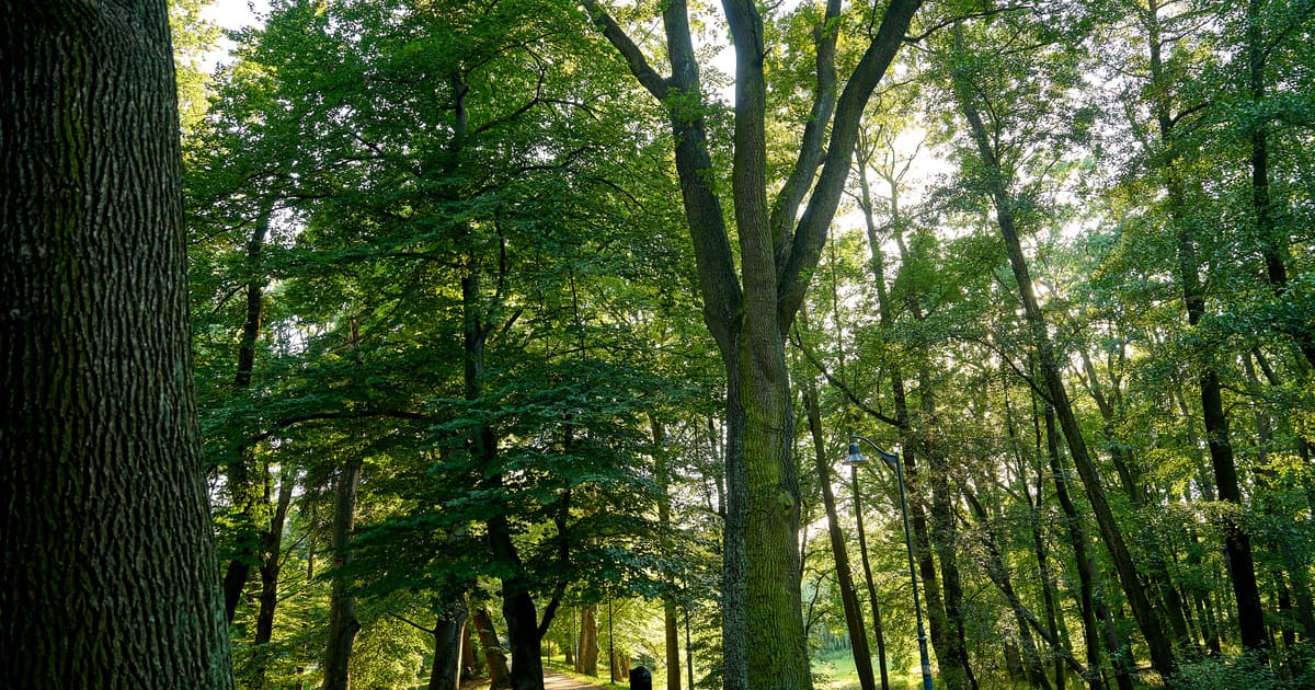 Chcecie posłuchać o drzewach? Spacer z botanikiem po parku Szczytnickim w niedzielę