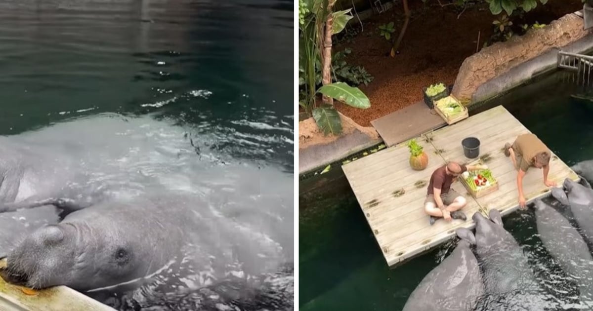 Manat Aluś z Zoo Wrocław świętuje urodziny. Zobaczcie, jaki dostał prezent