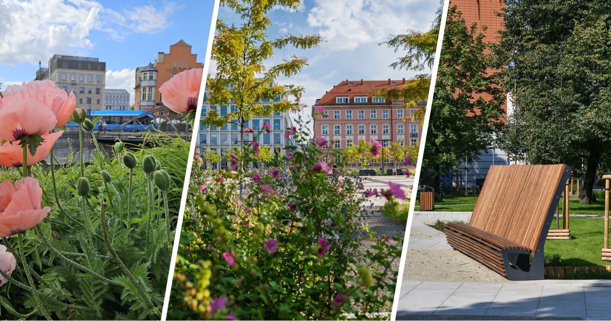 Wrocław stawia na zieleń. 195 milionów na inwestycje w ostatnich latach