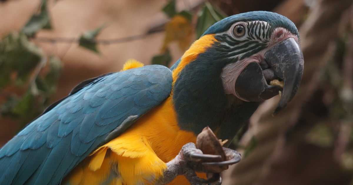 Ale mądrale! Zobaczcie jak trenują papugi z wrocławskiego zoo | FILM