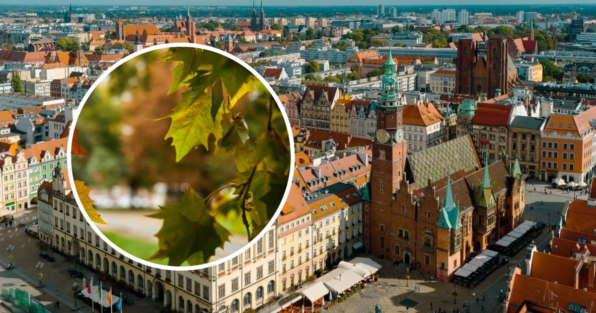 Więcej zieleni w Rynku? Konserwator zabytków wyda niedługo decyzję