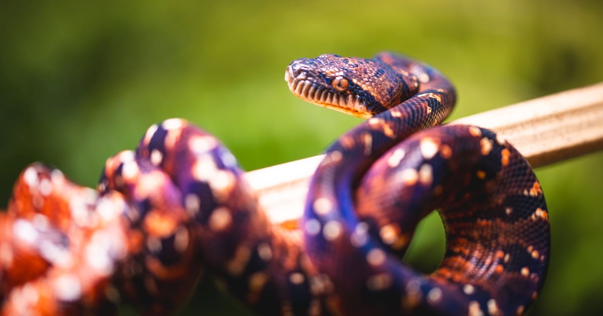 18 nowych maluchów! Małe dusiciele wykluły się we wrocławskim ZOO