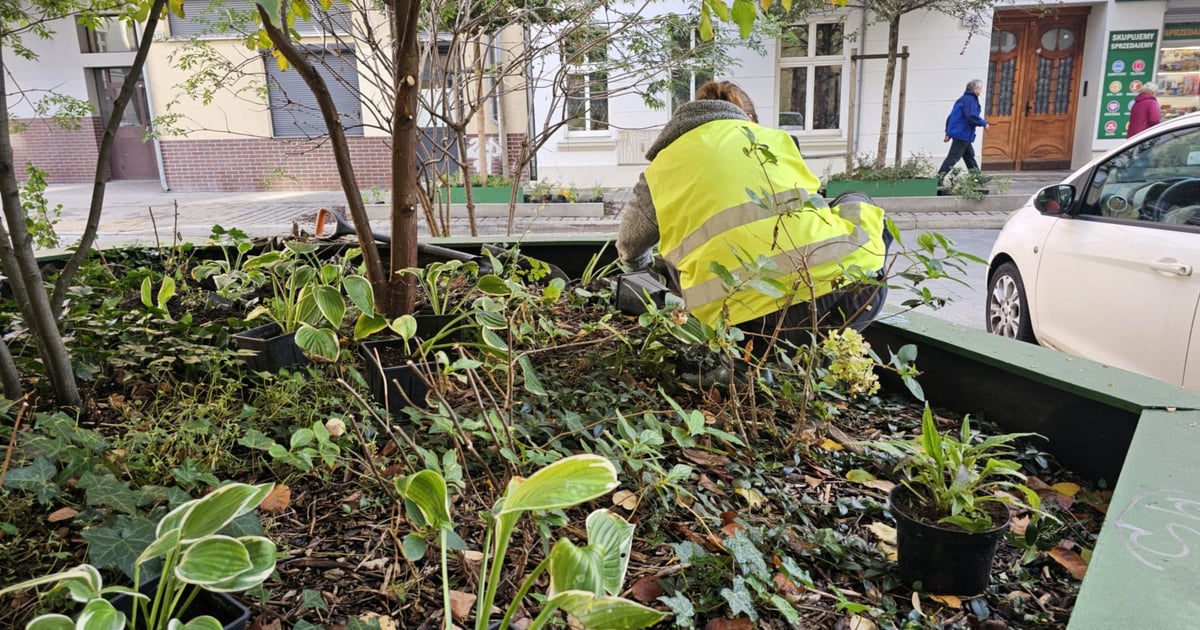 Liliowiec, jeżówka i hosty zakwitną na ul. Daszyńskiego