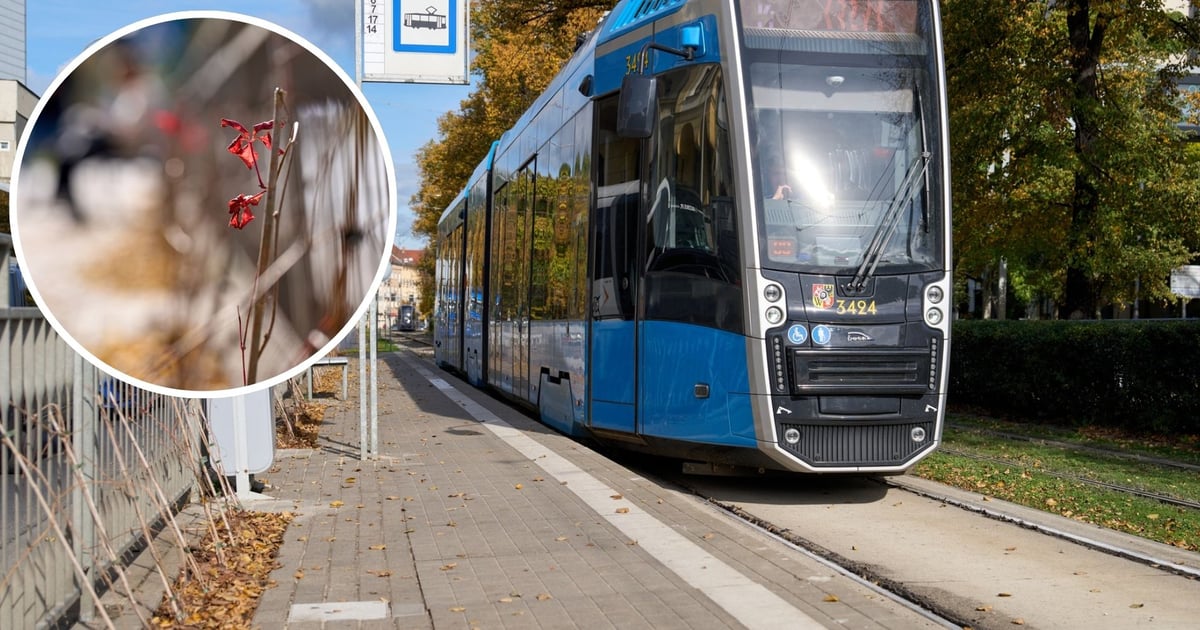 Winobluszcze oplotą kolejny przystanek komunikacji miejskiej