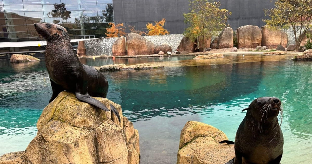 Zuri i Teo dołączyły do stada kotików i mają się świetnie | FILM, ZDJĘCIA