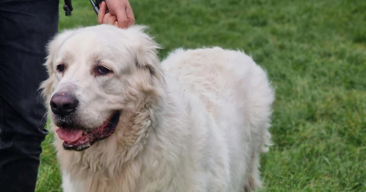 Lobo na gigancie. Schronisko szuka tego owczarka podhalańskiego