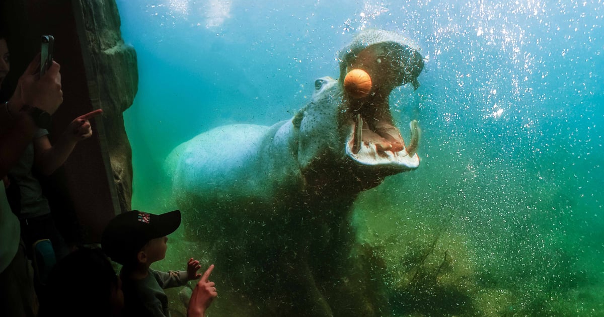Co i jak jedzą hipopotamy z wrocławskiego zoo? Cykl pokazowych karmień